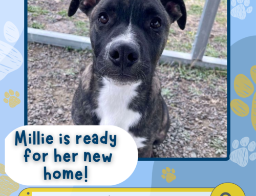 Happy Tails Newsletter: Millie’s on Santa’s Nice List