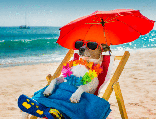 Happy Tails Newsletter: The Dog Days of Summer Are Here