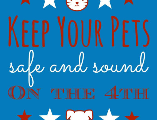 Happy Tails Newsletter: Shelter to Couch (Potato) – Spud Needs a Home!